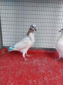 Piccione