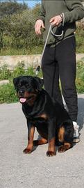 Cucciolo rottweiler
