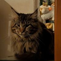 Cuccioli di Maine coon
