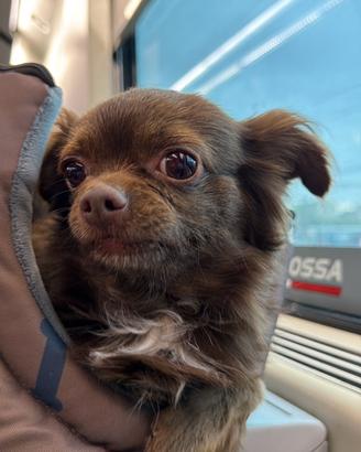 Chihuahua maschio per accoppiamento