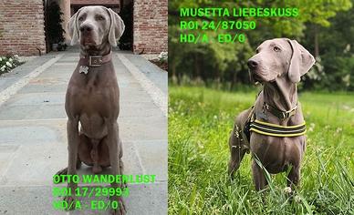 WEIMARANER, la banda dei 9