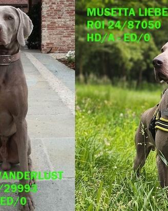 WEIMARANER, la banda dei 9