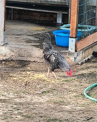 Gallo