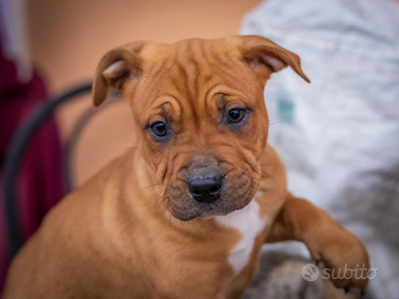 Cuccioli due mesi Disponibili