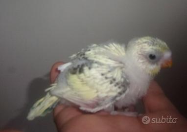 Cocorite allevate a mano