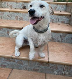Disponibile Jack Russell maschio per monta