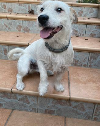 Disponibile Jack Russell maschio per monta