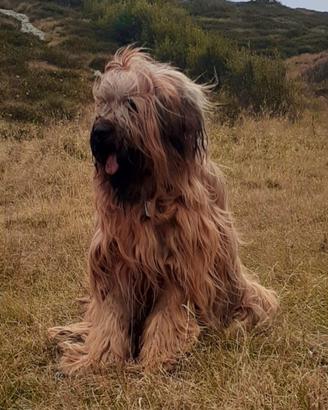 Pastore della Brie o Briard per accoppiamento
