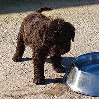 Lagotto Romagnolo CUCCIOLI