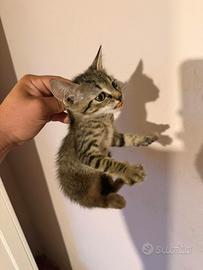 Gattini di 3 mesi