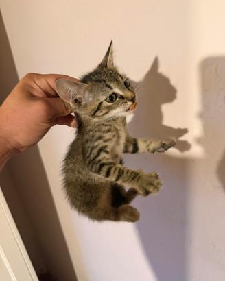 Gattini di 3 mesi