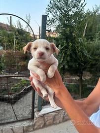 Cani cuccioli