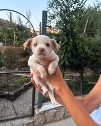 Cani cuccioli