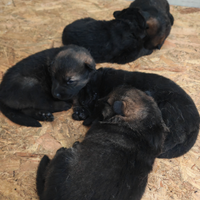 Cuccioli pastori tedeschi ( grigioni )