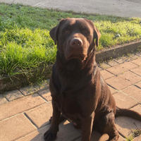 Labrador Choco Monta