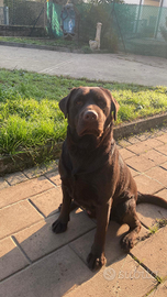 Labrador Choco Monta