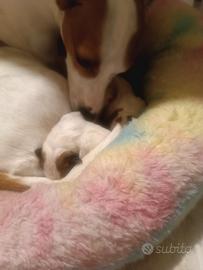 Jeck rassel pelo corto