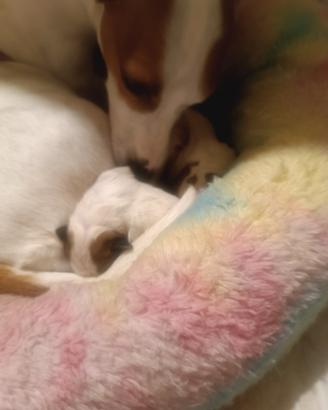 Jeck rassel pelo corto