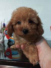 Maltipoo cucciola dolcissima