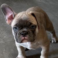 Ultimo bull dog francese maschietto