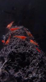 10 halocaridina gamberetti salmastri 