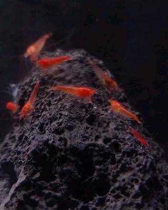 10 halocaridina gamberetti salmastri 