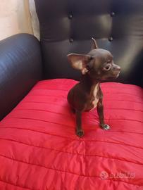 Cuccioli di chihuahua toy