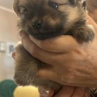 Spitz pomerania toy