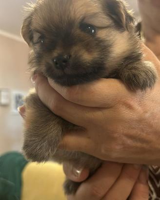 Spitz pomerania toy