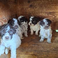 Cuccioli lagotto romagnolo