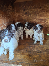 Cuccioli lagotto romagnolo