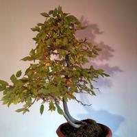 Bonsai Carpino