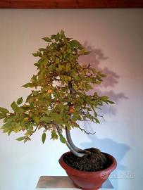 Bonsai Carpino