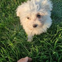 Cucciolo maltese mini toy