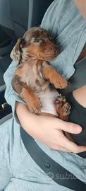 Bassotto nano kaninchen