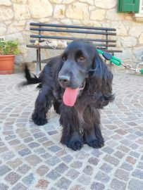 Cocker maschio per monta