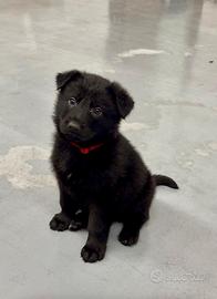 Pastore tedesco nero