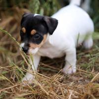 Cuccioli Jack Russell