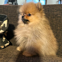 Maschietti Spitz Nano