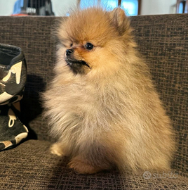 Maschietti Spitz Nano