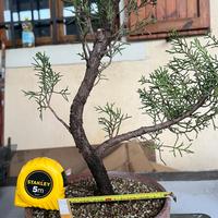 Prebonsai cipresso