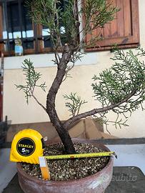 Prebonsai cipresso