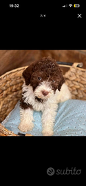 Lagotto romagnolo