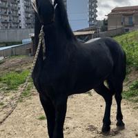 Cavallo frisone