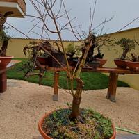 Pre bonsai di Acero palmato