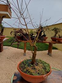 Pre bonsai di Acero palmato