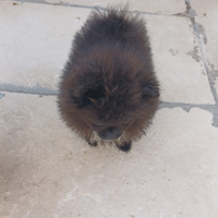 Volpino di pomerania