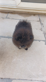 Volpino di pomerania