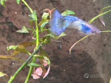 Guppy metal lace