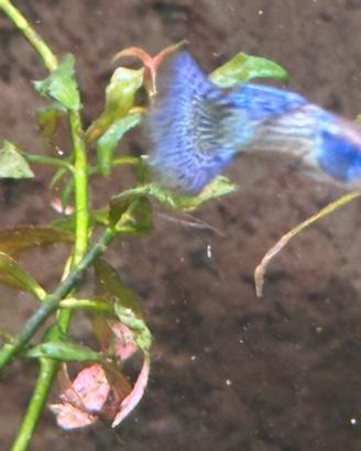 Guppy metal lace
